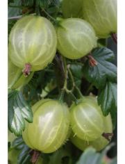 Sulenobst Grne Stachelbeere Tatjana, Hhe: 50 cm, 2 Pflanzen