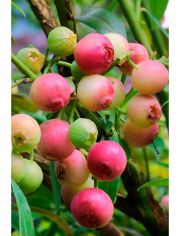 Heidelbeere Pink Limonade, Hhe: 30-40 cm, 1 Pflanze