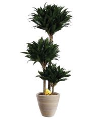 Zimmerpflanze Drachenbaum Compacta, 65 cm