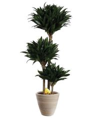 Zimmerpflanze Drachenbaum Compacta, 50 cm