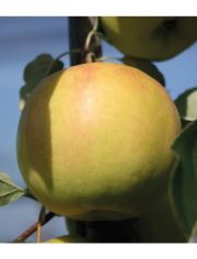 Obstbaum Apfel Bella Bionda Patrizia