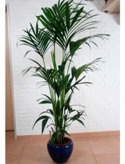 Zimmerpflanze Kentiapalme