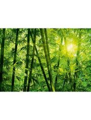 Fototapete Bamboo Forest, 8-teilig, 366x254 cm