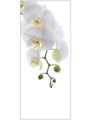 Badrckwand mySPOTTI shower Orchid Phala, Hhe: 210 cm