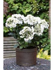 Hortensie Black Steel, Hhe: 30-40 cm, 2 Pflanze