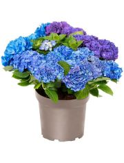 Hortensie Three Sisters Blue, Violett, White, Hhe: 30-40 cm, 1 Pflanze