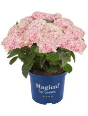 Hortensie Magical Revolution Pink, Hhe: 30-40 cm, 2 Pflanze