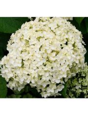 Hortensie Strong Annabell, Hhe: 50-60 cm, 2 Pflanze
