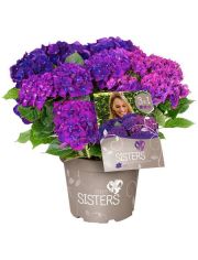 Hortensie Three Sisters Blue, Violett, Pink, Hhe: 30-40 cm, 1 Pflanze