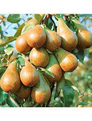 DUO-Obstbaum Birne