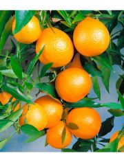 Zitrusbaum Clementine