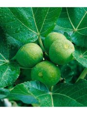 Obst Feigenbaum