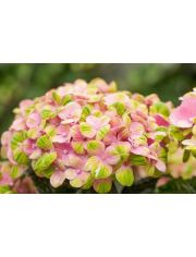 Hortensie Magical Coral Pink, Hhe: 30-40 cm, 2 Pflanze