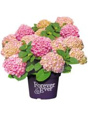 Hortensie Forever and Ever Pink, Hhe: 30-40 cm, 2 Pflanze