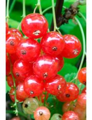 Sulenobst Rote Johannisbeere Traubenwunder, Hhe: 50 cm, 1 Pflanze