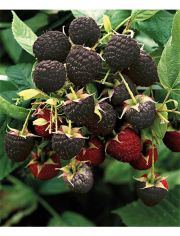 Obst Himbeere Black Jewel