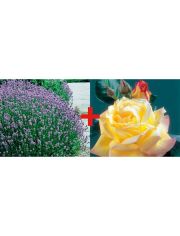 Set: Beetrose Rose Peace & Lavendel