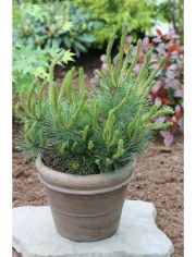Hecke Kiefer Pinus mugo mughus, Hhe: 40-50 cm, 1 Pflanze