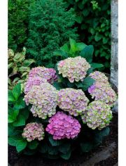 Hortensie Magical Coral Blue, Hhe: 30-40 cm, 1 Pflanze