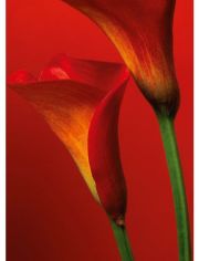 Fototapete Red Calla Lilies, 4-teilig, 183x254 cm
