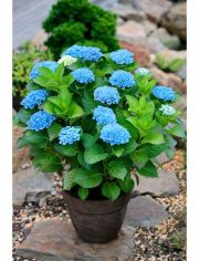 Hortensie Magical Revolution Blue, Hhe: 30-40 cm, 2 Pflanze