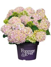 Hortensie Forever and Ever Peppermint, Hhe: 30-40 cm, 2 Pflanze