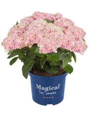 Hortensie Magical Revolution Pink, Hhe: 30-40 cm, 1 Pflanze