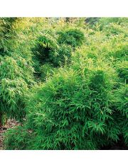 Bambus Bimbo