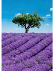 Fototapete Provence, 4-teilig, 183x254 cm
