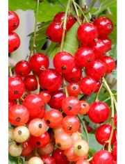 Sulenobst Rote Johannisbeere Stanza, Hhe: 50 cm, 2 Pflanzen