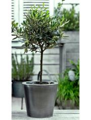 Zimmerpflanze Oliven-Stmmchen, Hhe: 60 cm, 1 Pflanze