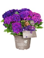 Hortensie Three Sisters Blue, Violett, Pink, Hhe: 30-40 cm, 2 Pflanze