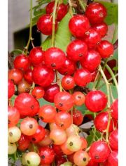 Sulenobst Rote Johannisbeere Rolan, Hhe: 50 cm, 2 Pflanzen